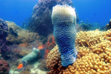 eponge dans les caraibes