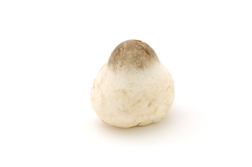 Fototapeta premium straw mushroom