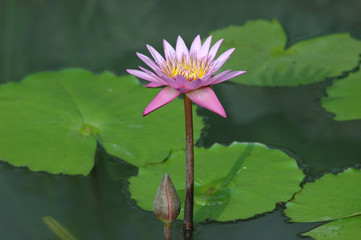 purple lotus in pond