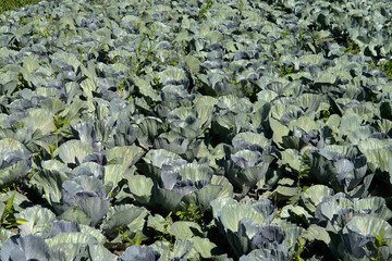 cabbage
