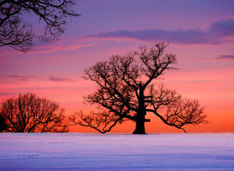 oak tree at sunset