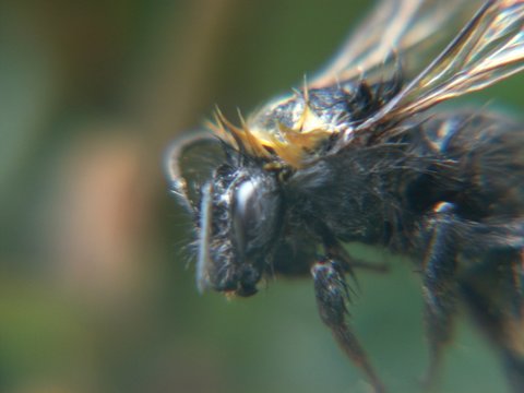 insect