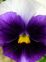 purple pansy