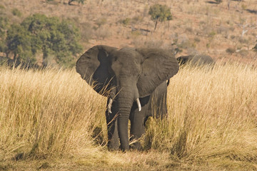 Fototapeta na wymiar frican elephant