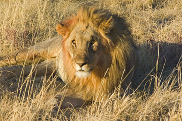 Fototapeta na wymiar lew afrykański
