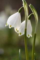 spring flowers