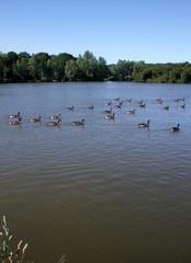 hainault forest water 4
