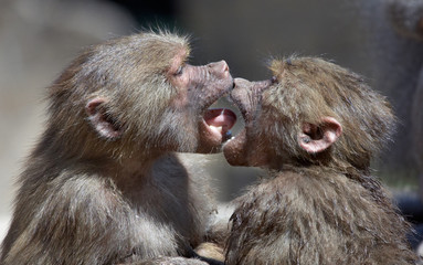 kissing monkeys