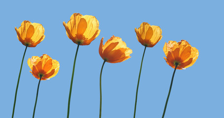 Fototapeta premium yellow poppies and blue sky
