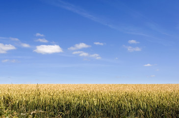 corn field