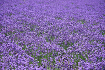 the lavender field