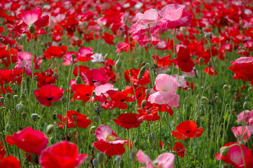 Obraz premium poppis