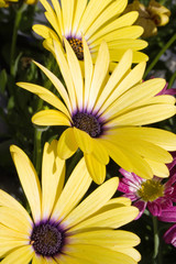 Obraz premium polarblumen