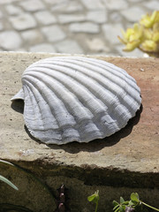 ausgeblichene muschel / bleached shell