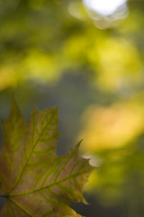 autumn maple leaf