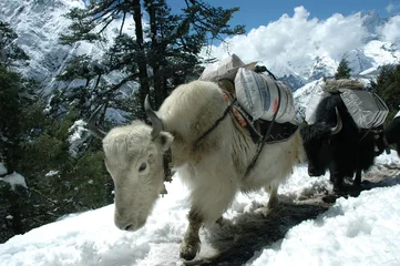 Rideaux tamisants Népal yaks caravan