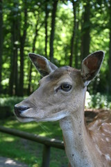 portrait eines rehs