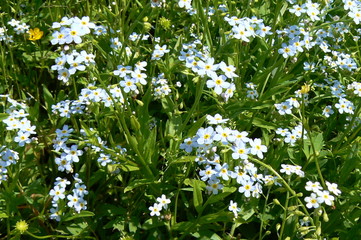 small blue flowers