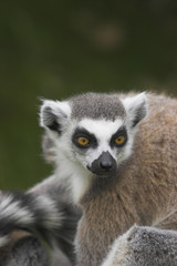 Fototapeta premium ring-tailed lemur