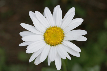 daisy macro © Robert Hammer