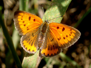 butterfly