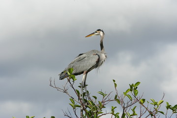 Fototapeta premium great blue heron