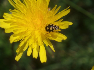 flower and bug