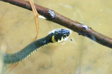 flowing grass - snake
