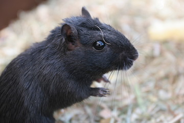 portrait souris noire