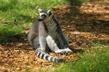 maki catta assis profil