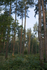 Fototapeta premium wood for the trees