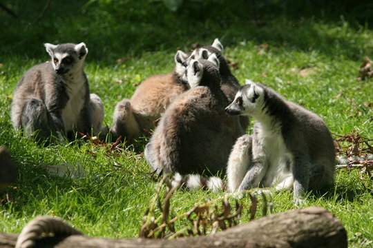 groupe de makis cattas