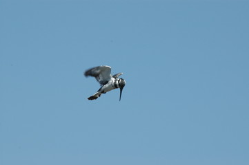 affut volant