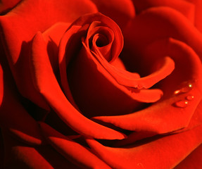 red rose
