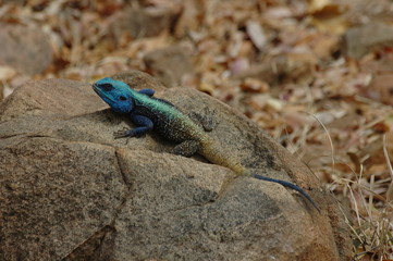 lézard bleu
