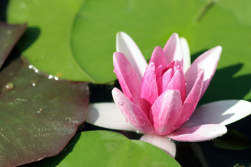 pink water lily