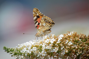 distelfalter 02