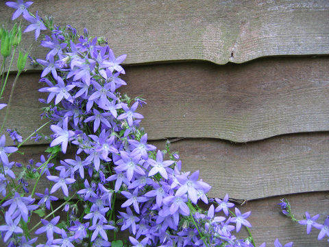 Campanula