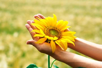 Abwaschbare Fototapete Sonnenblume Sonnenblume