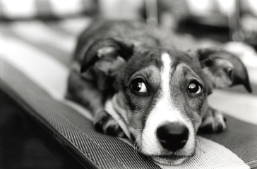 bad dog!