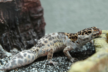 leopard gecko scratching skin off