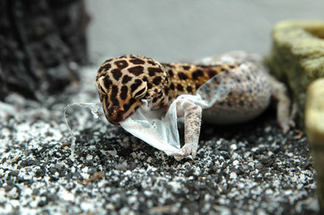 leopard gecko shedding eating and pulling skin