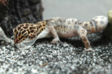 leopard gecko shedding eating and pulling skin