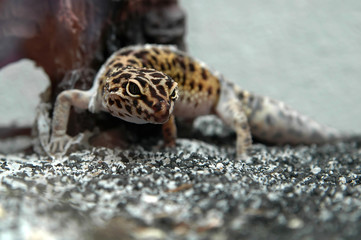 leopard gecko shedding