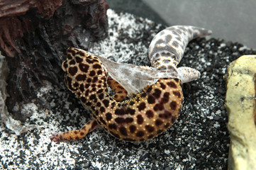 leopard gecko shedding