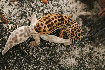 leopard gecko shedding mid section