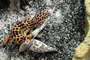 leopard gecko shedding feet skin © B-DIZZY