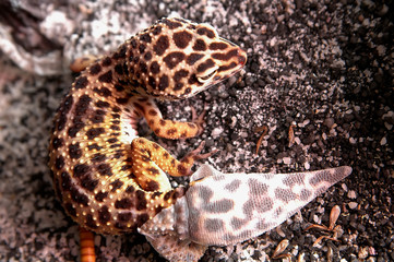 leopard gecko shedding tail