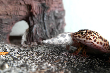 leopard gecko
