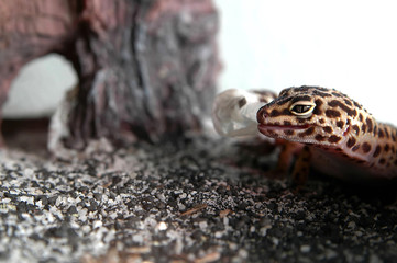 leopard gecko